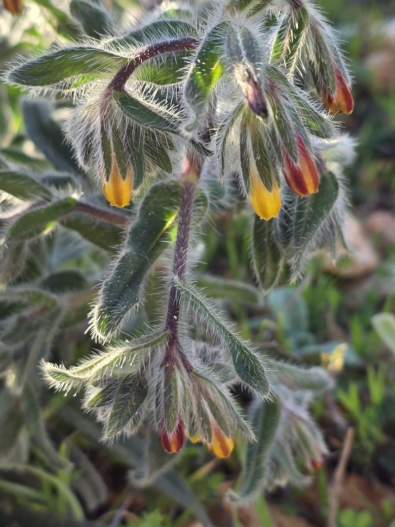 Onosma cyrenaica photo 4