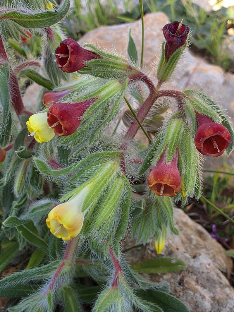 Onosma cyrenaica photo 5