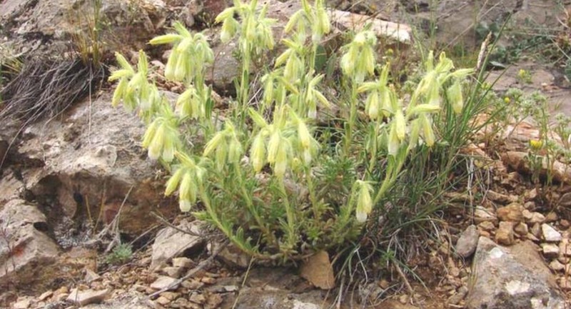 Onosma demirizii