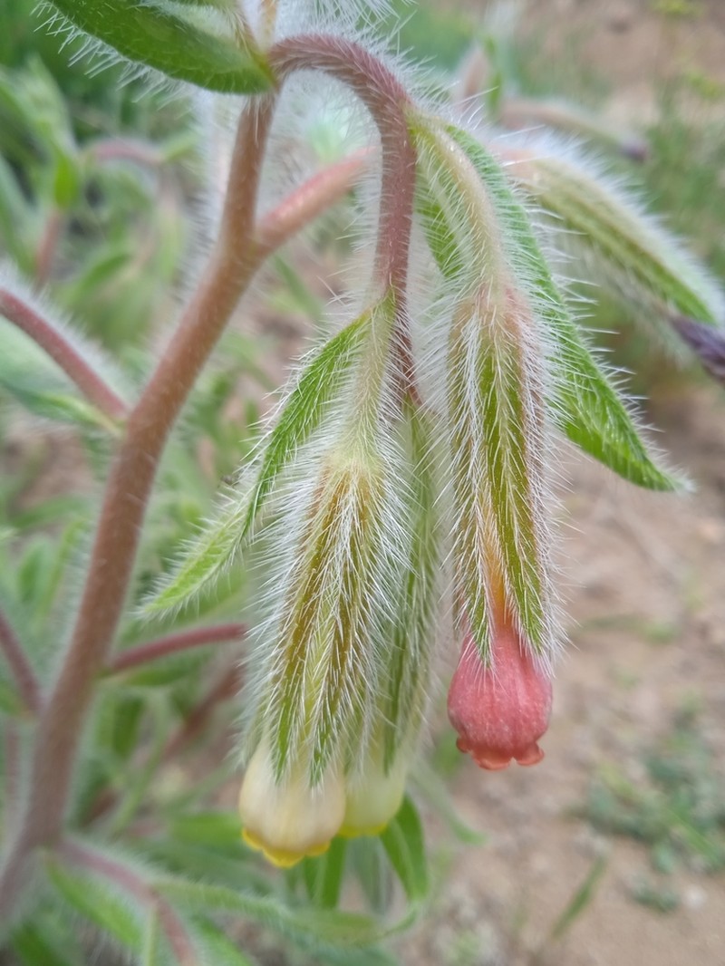 Onosma dichroantha