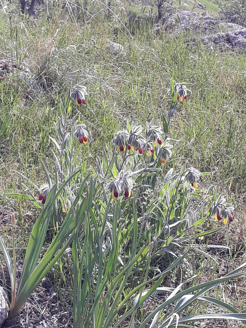 Onosma dichroantha photo 2