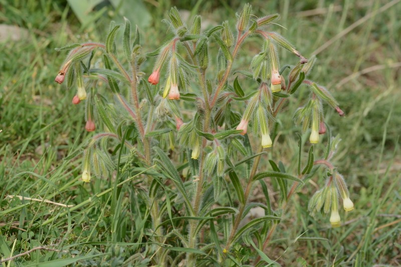 Onosma dichroantha photo 3