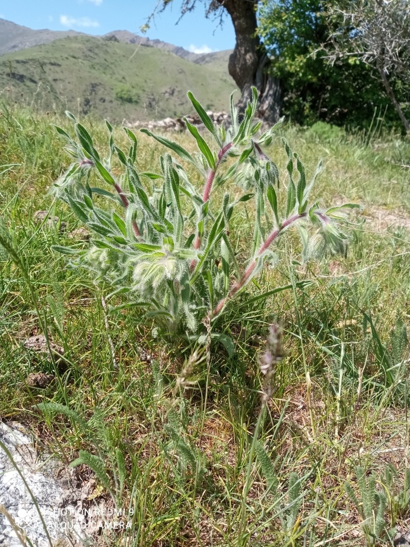 Onosma dichroantha photo 4