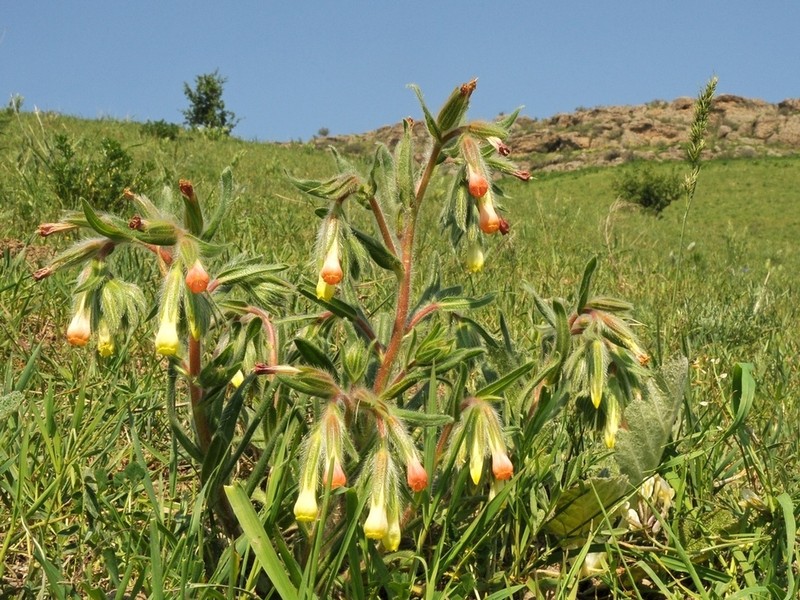 Onosma dichroantha photo 5