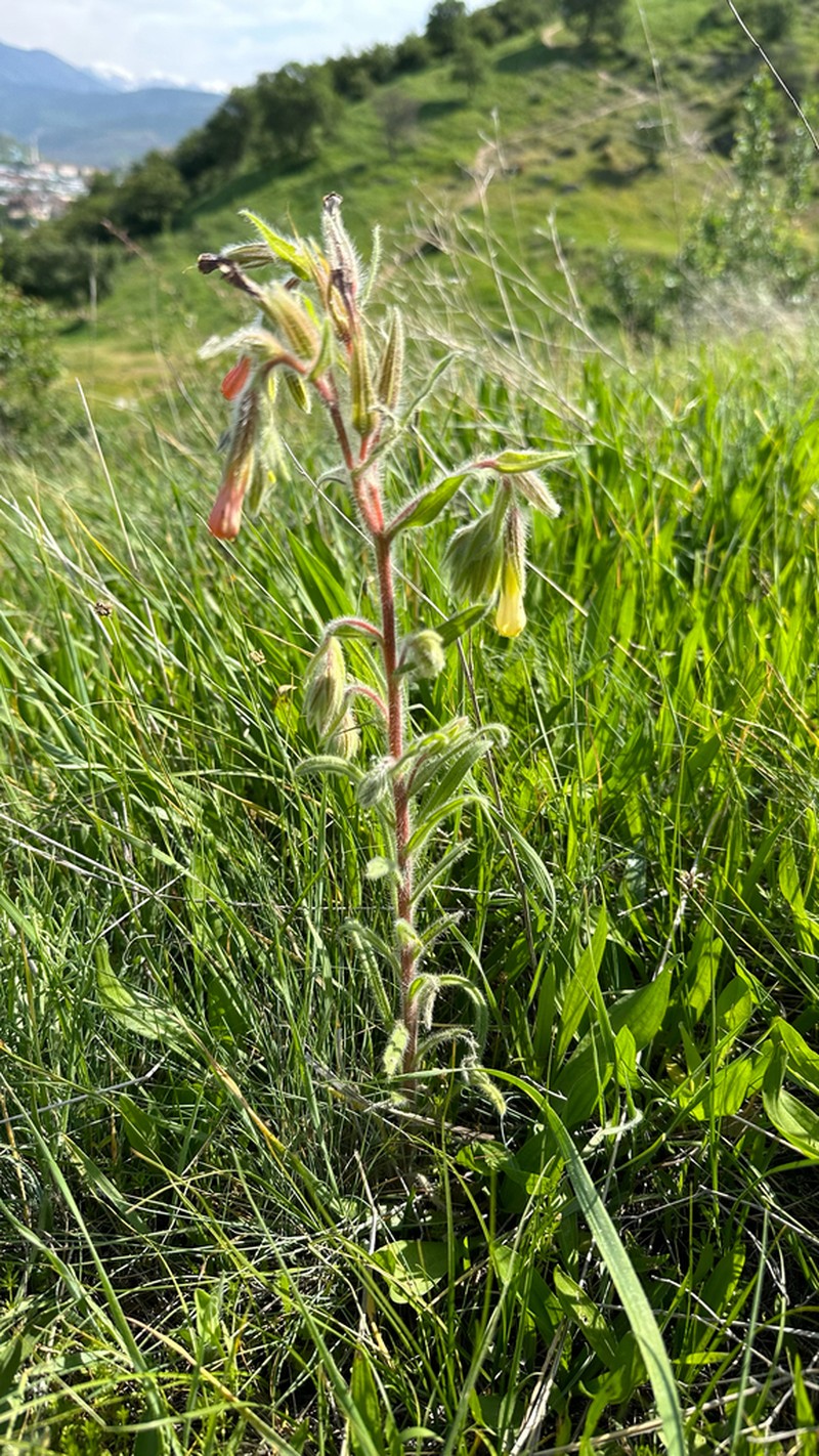 Onosma dichroantha photo 6