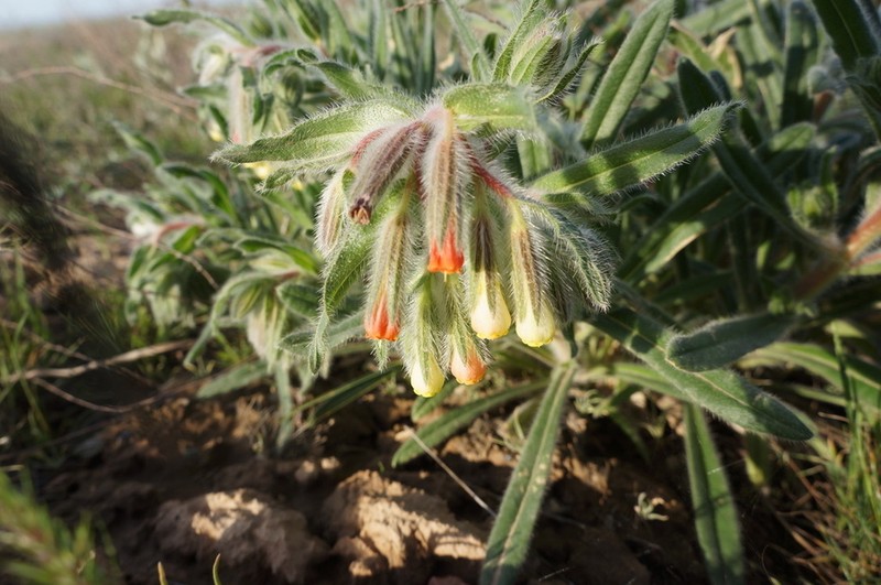 Onosma dichroantha photo 7