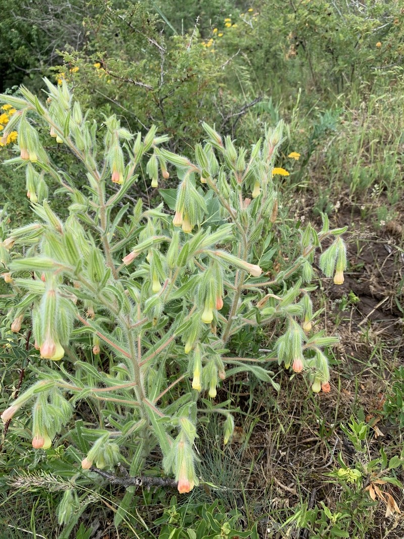 Onosma dichroantha photo 8