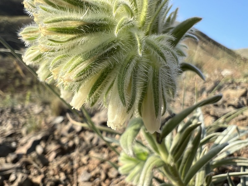 Onosma discedens