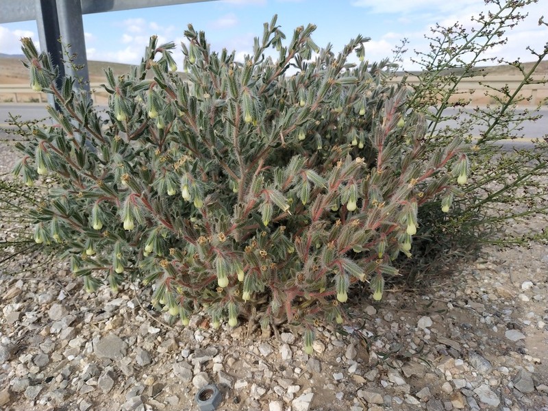 Onosma echinata