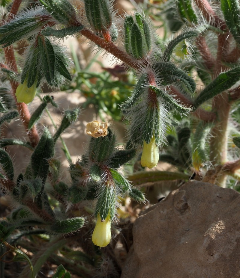 Onosma echinata photo 2