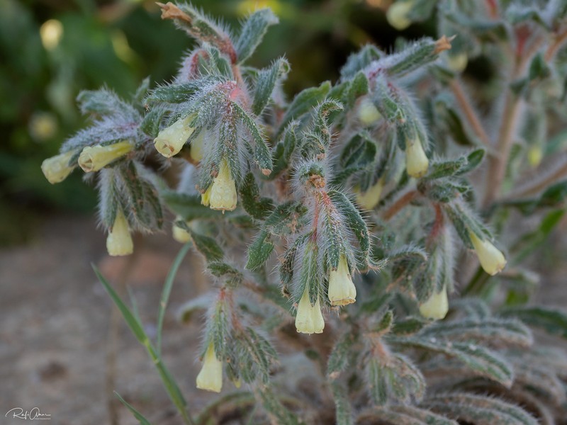 Onosma echinata photo 3