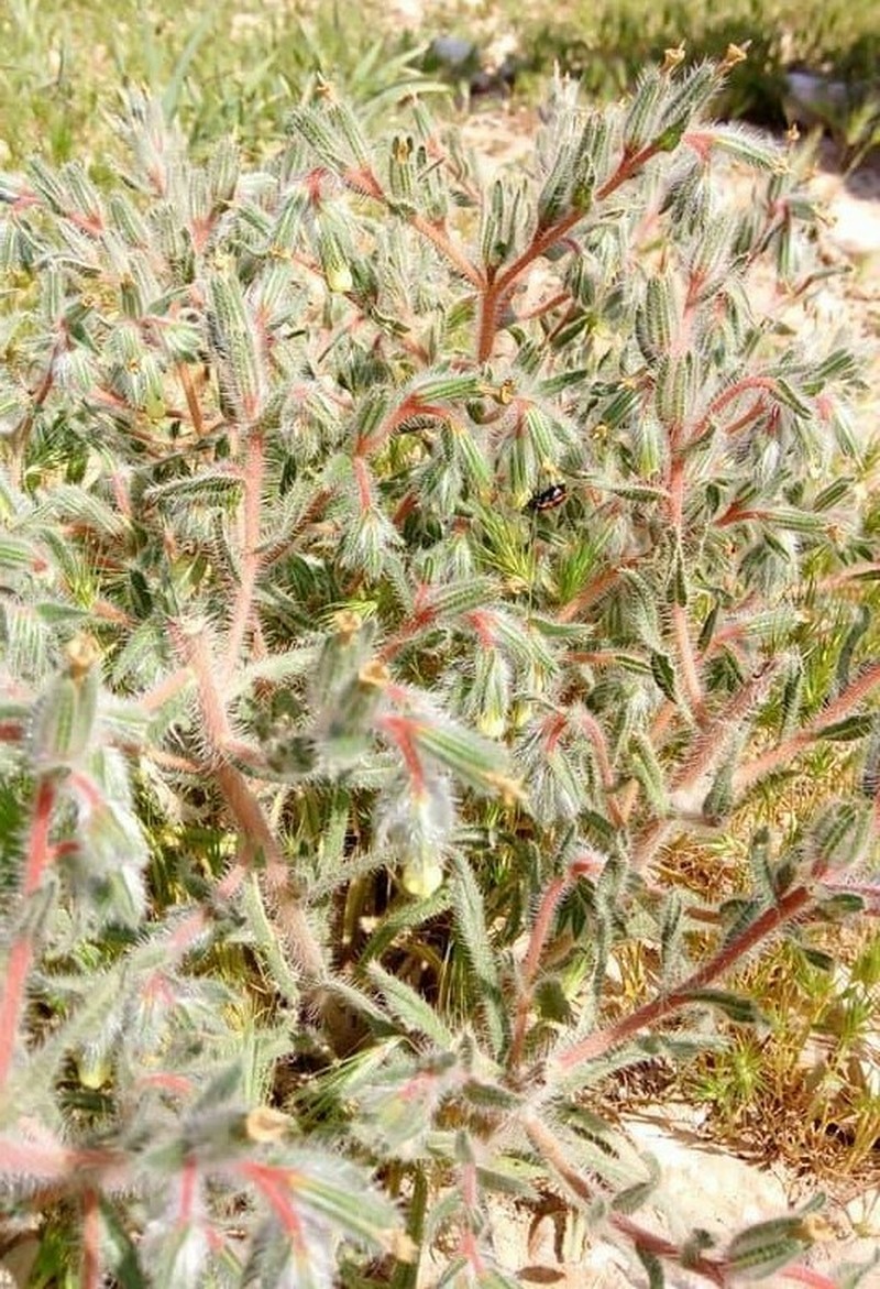 Onosma echinata photo 4