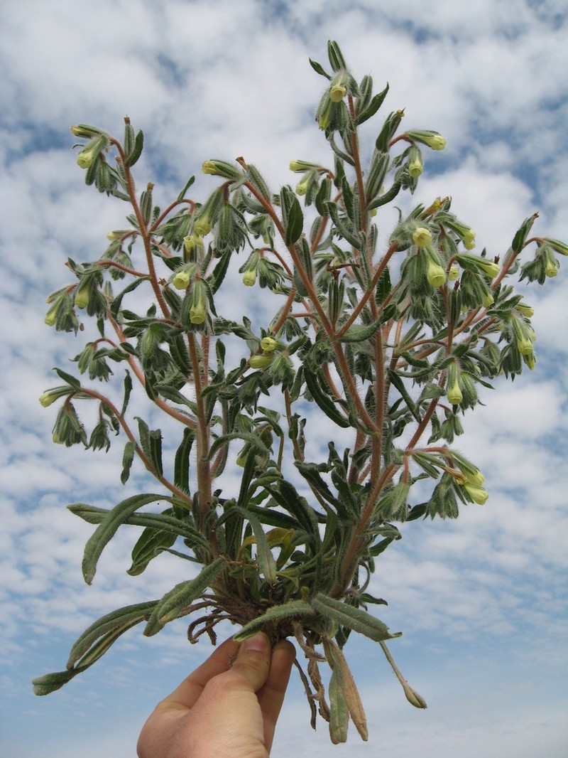 Onosma echinata photo 5