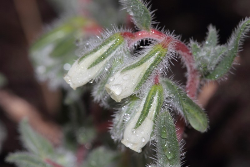 Onosma echinata photo 7