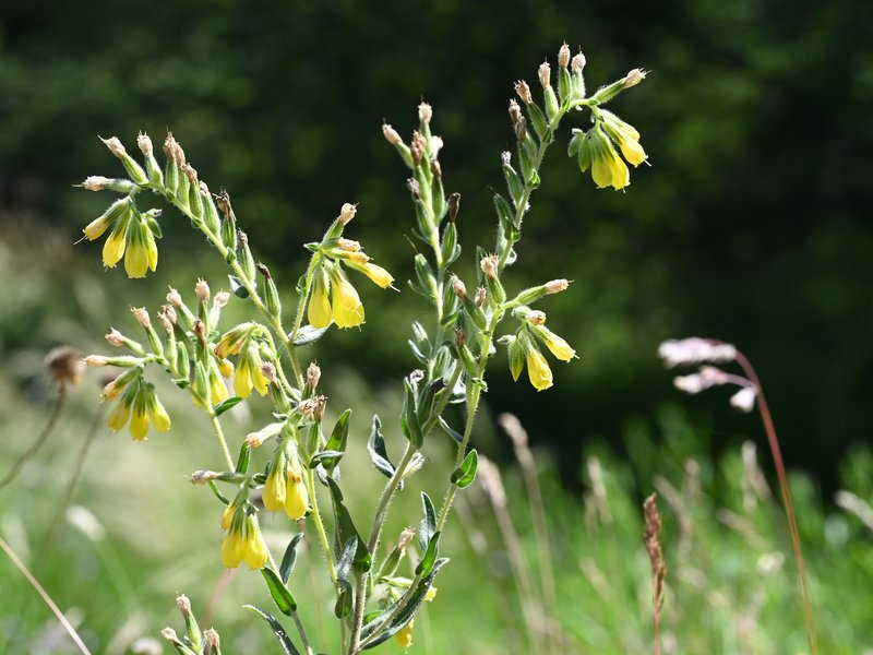Onosma