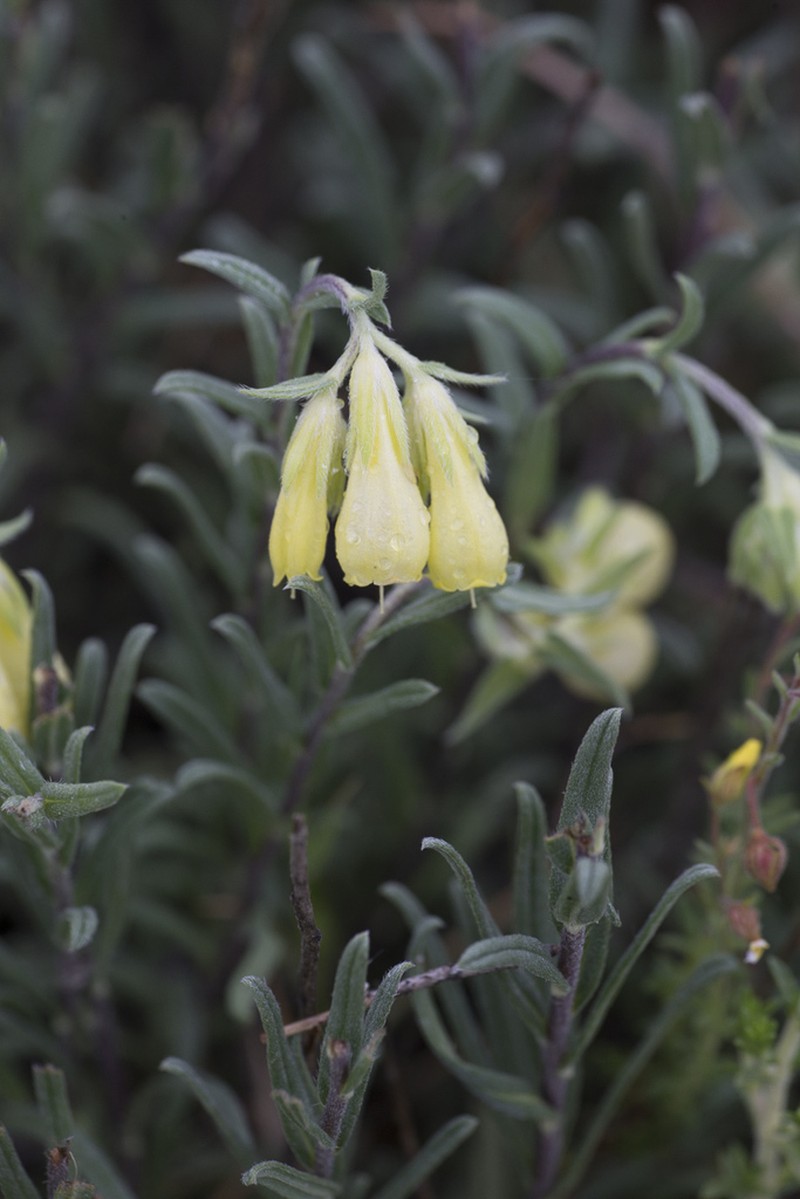 Onosma elegantissima