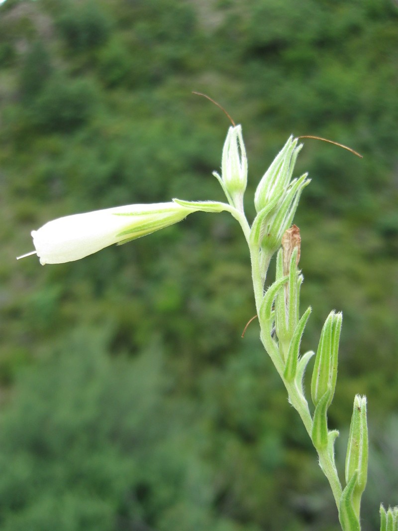 Onosma elegantissima photo 2