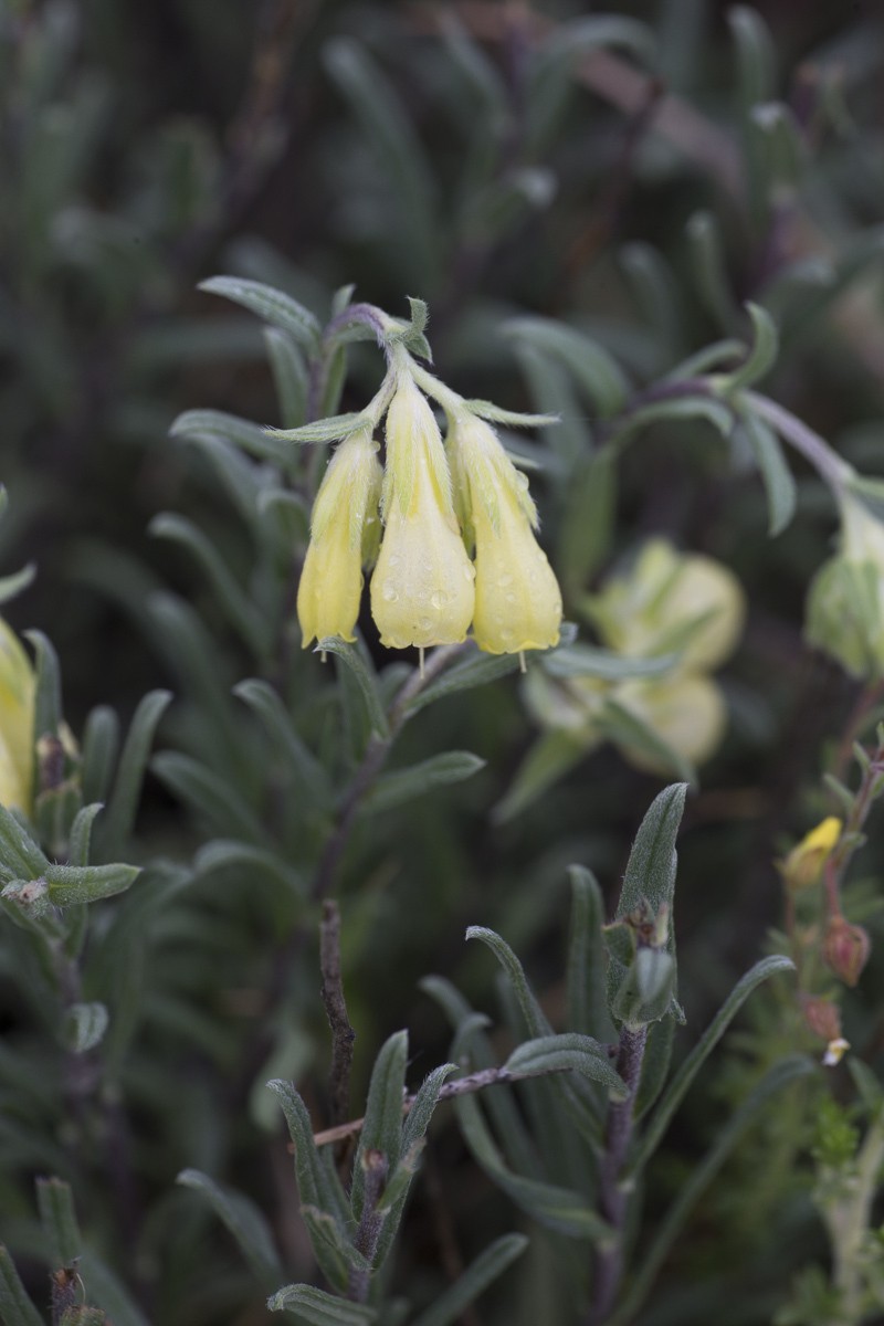 Onosma elegantissima photo 3