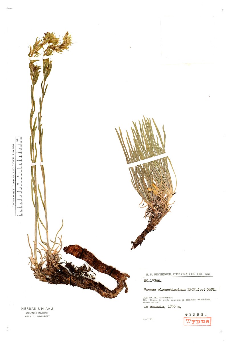 Onosma elegantissima photo 4