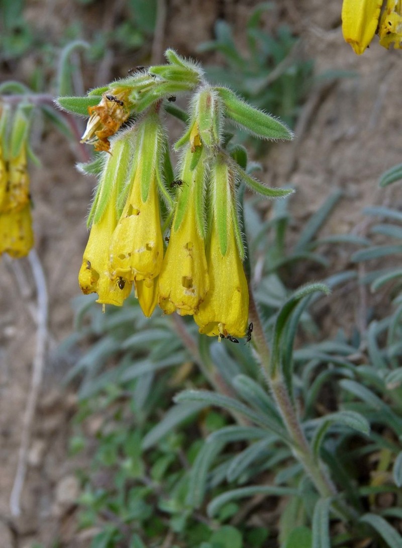 Onosma erecta