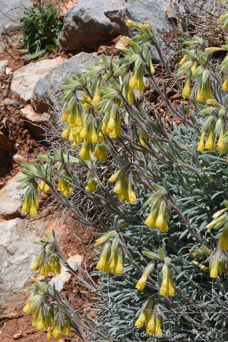Onosma erecta photo 2
