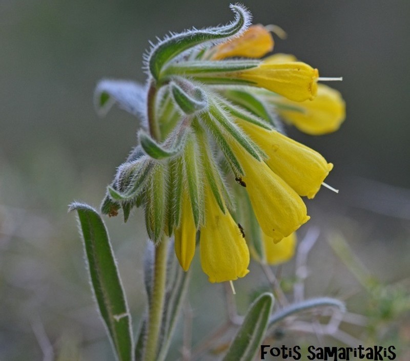 Onosma erecta photo 3
