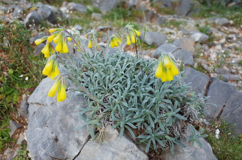 Onosma erecta photo 4