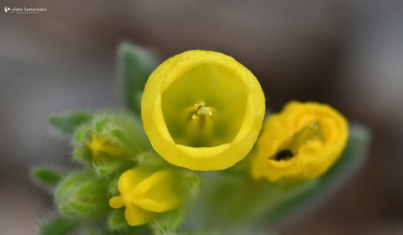 Onosma erecta photo 5
