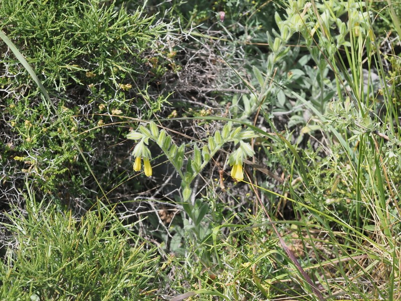Onosma erecta photo 6