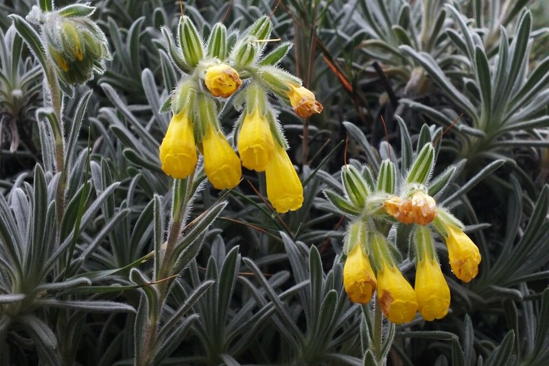 Onosma erecta photo 7