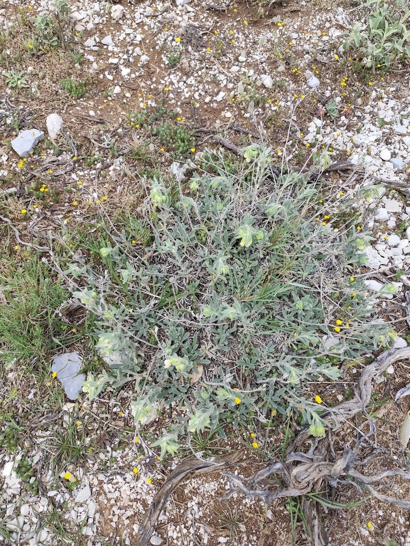Onosma erecta photo 8