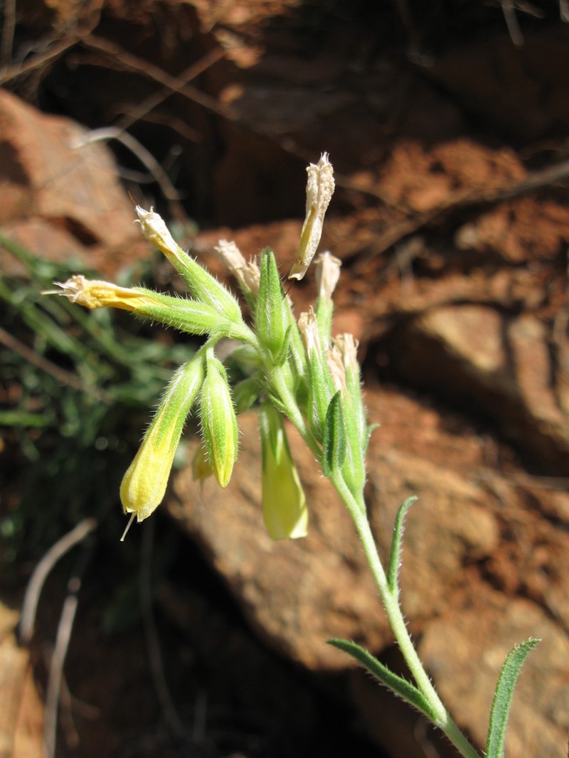 Onosma euboica