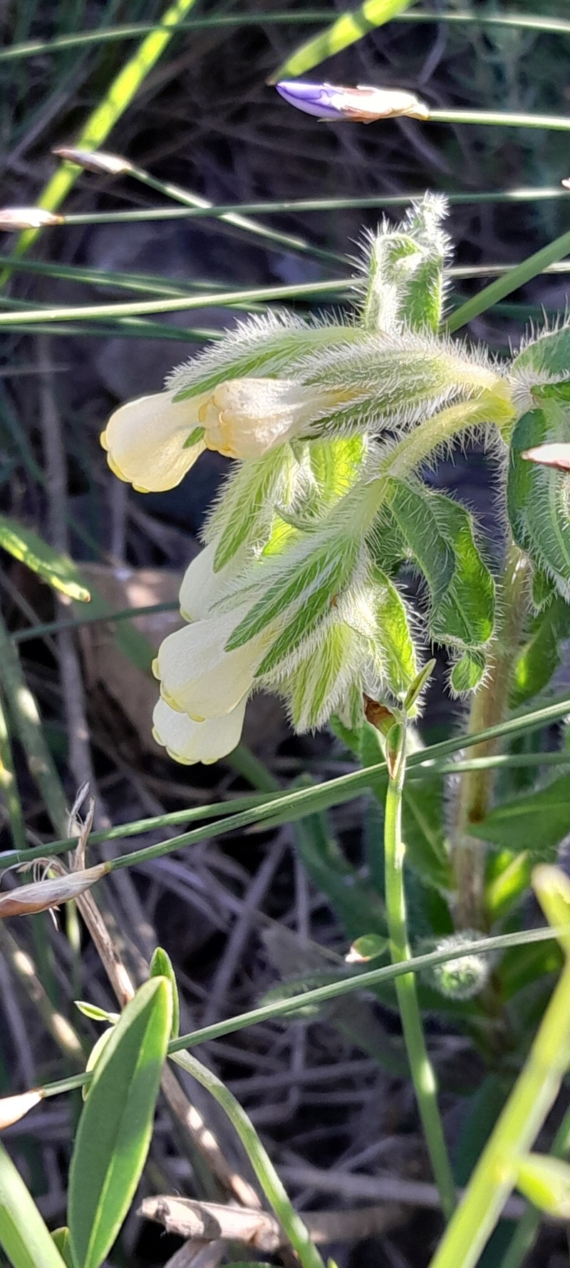 Onosma fastigiata subsp. fastigiata