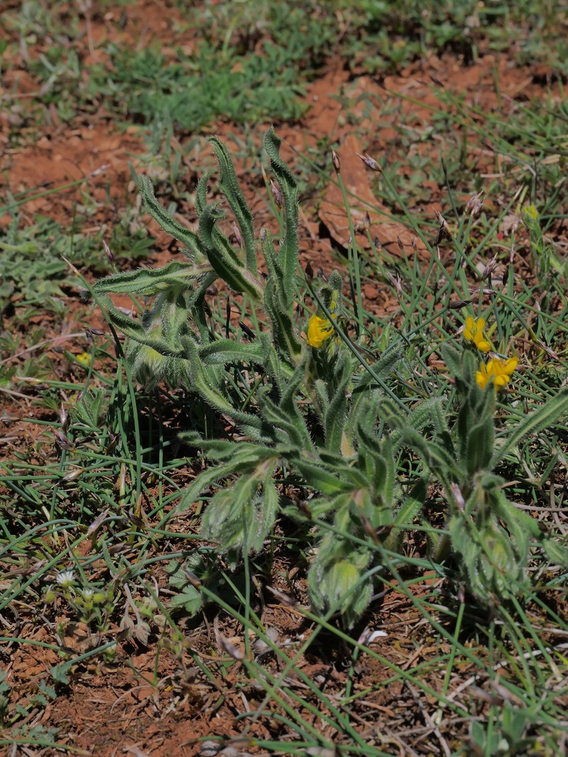 Onosma fastigiata subsp. fastigiata photo 2