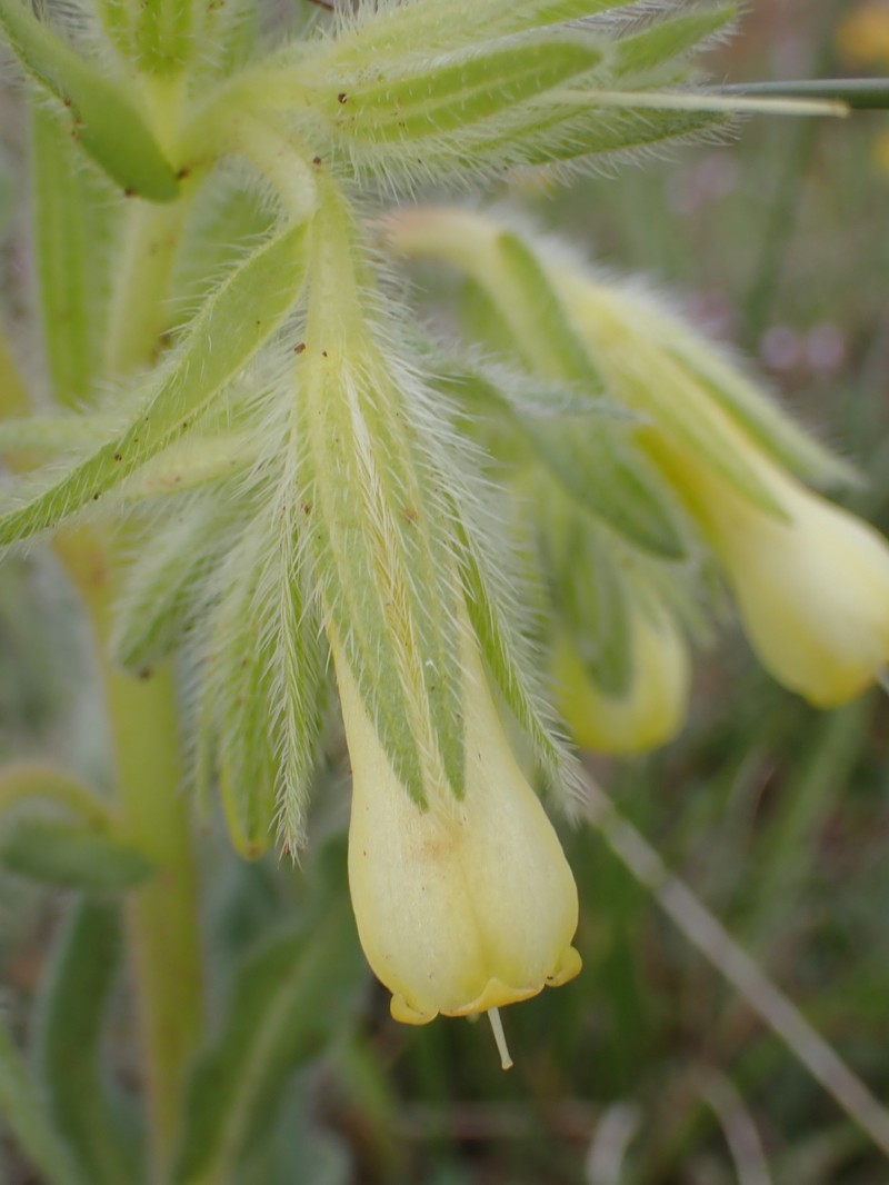Onosma fastigiata subsp. fastigiata photo 3