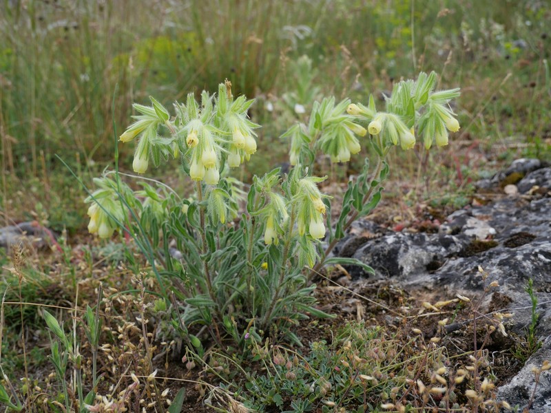 Onosma fastigiata subsp. fastigiata photo 4