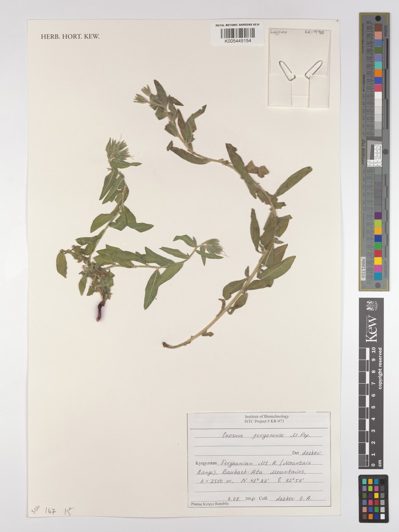 Onosma ferganensis