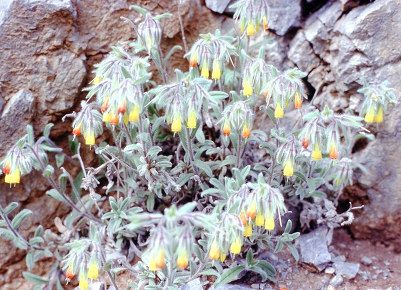 Onosma frutescens