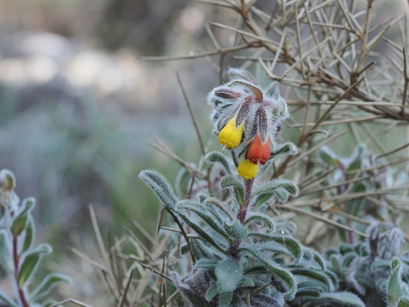 Onosma frutescens photo 2