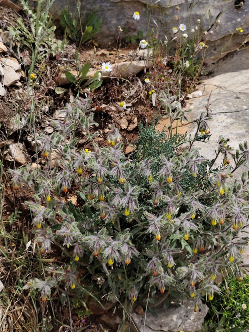 Onosma frutescens photo 3