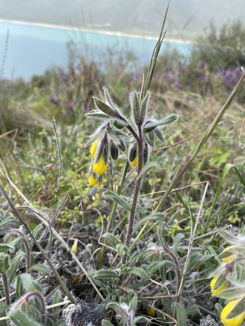 Onosma frutescens photo 4