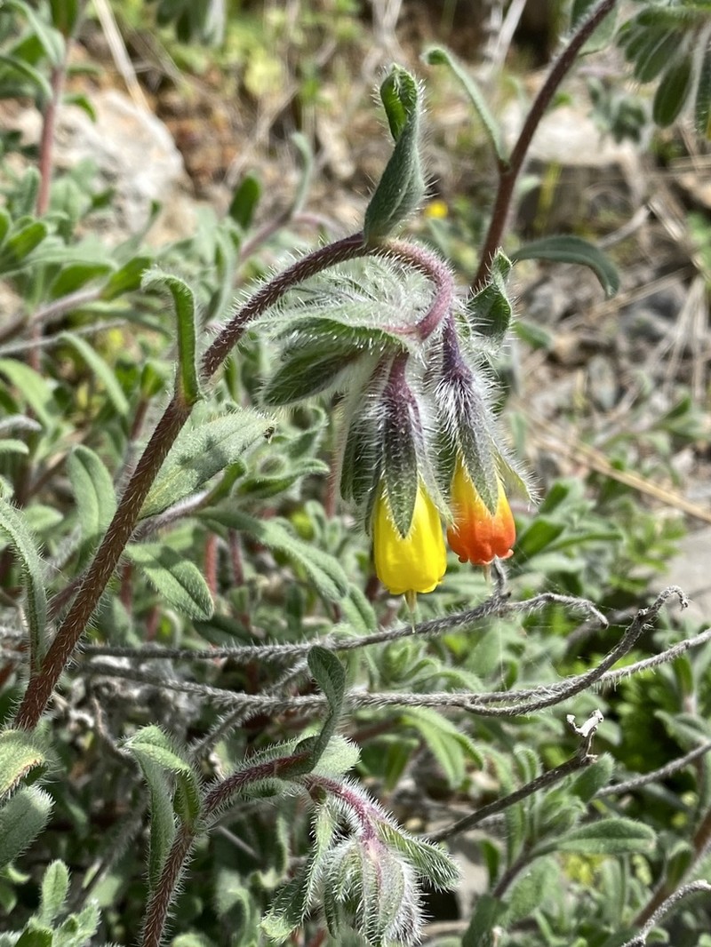 Onosma frutescens photo 5