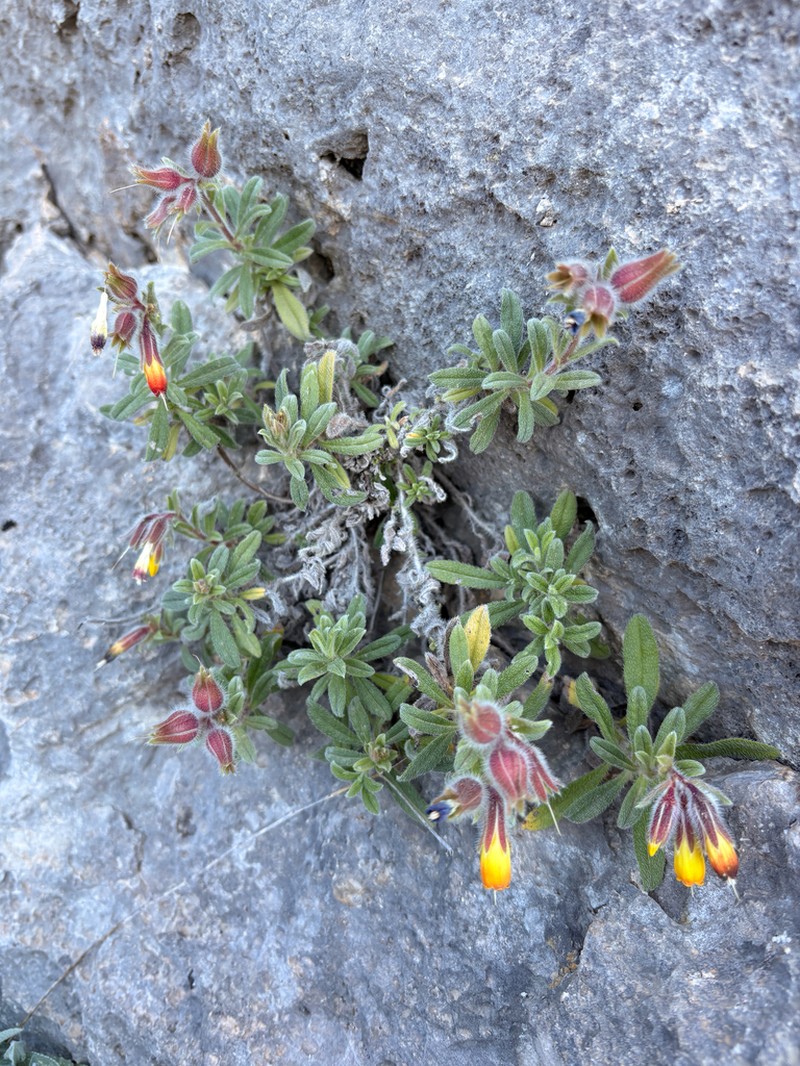 Onosma frutescens photo 6