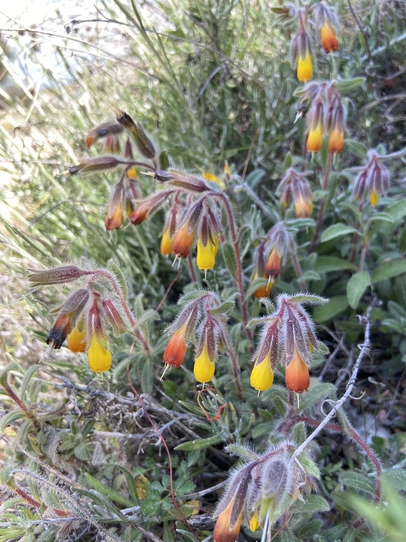 Onosma frutescens photo 7