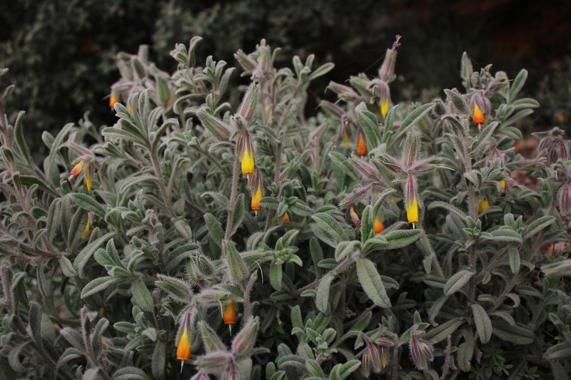 Onosma frutescens photo 8