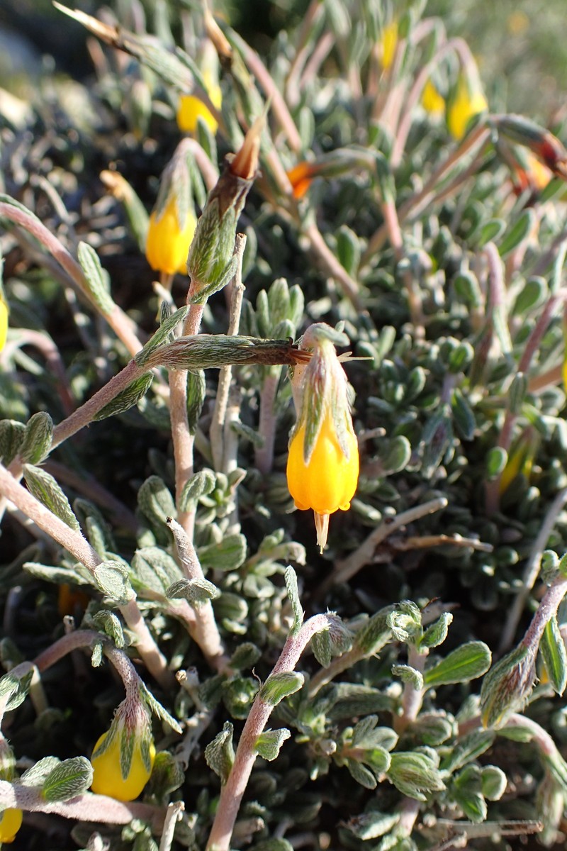Onosma fruticosa