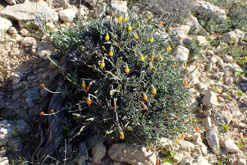Onosma fruticosa photo 2