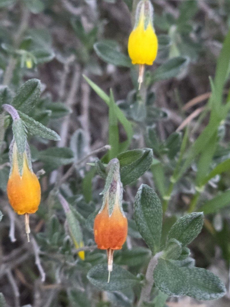Onosma fruticosa photo 3