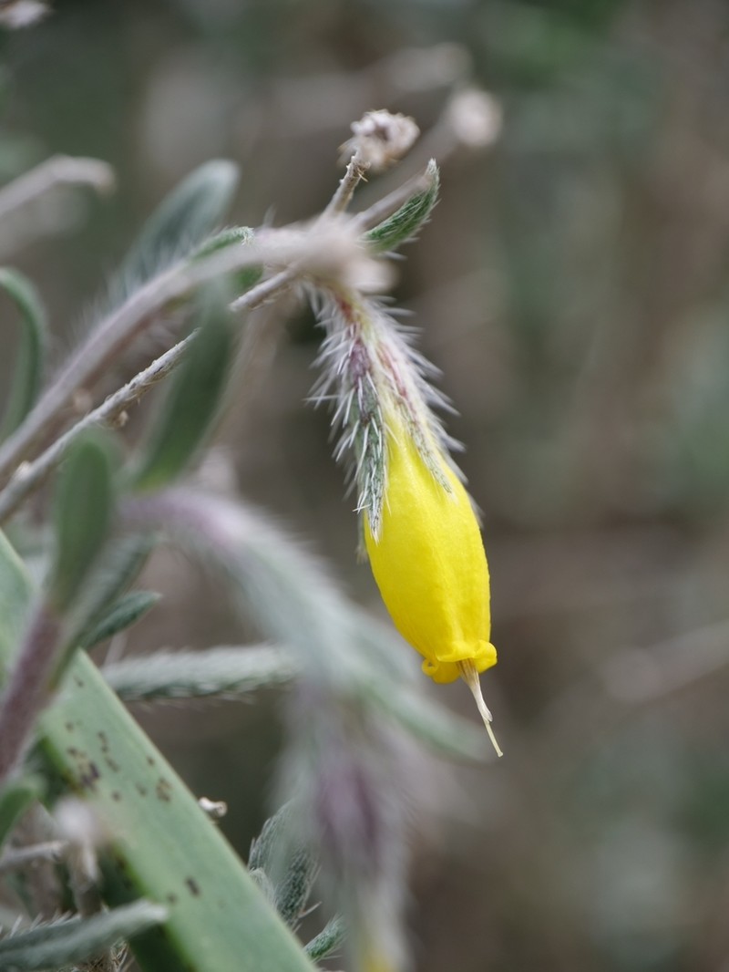 Onosma fruticosa photo 4