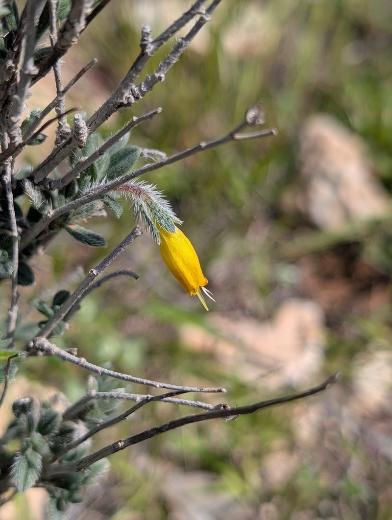 Onosma fruticosa photo 5